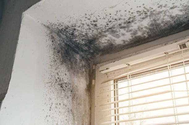 Affordable Crawl Space Mold Removal solutions in Cresskill, NJ